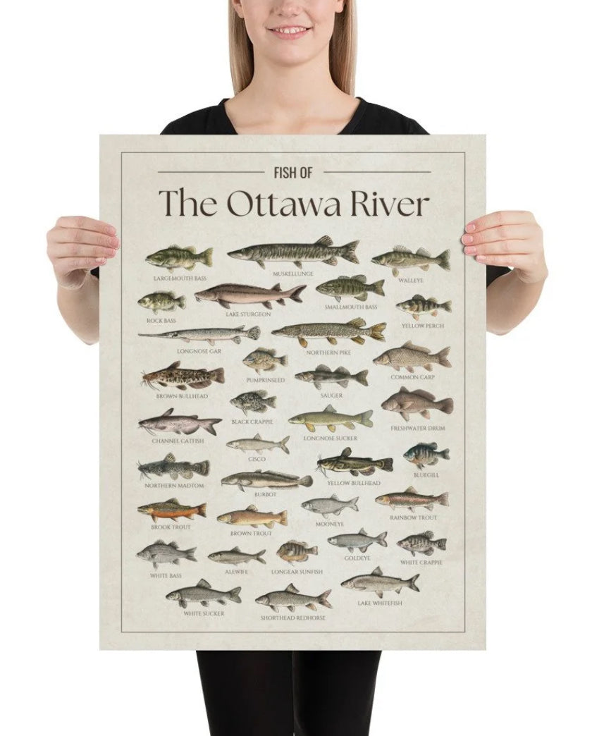 Fish of the Ottawa River Print (Pick Up Only)