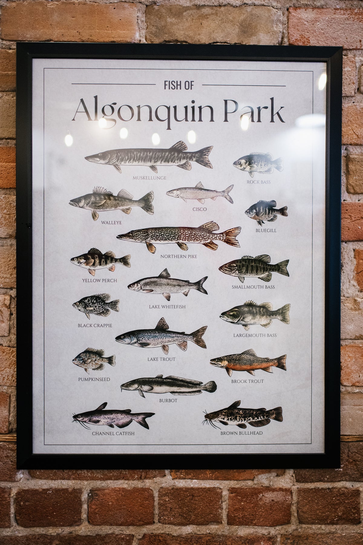 Fish of Algonquin Park Print (Pick Up Only)