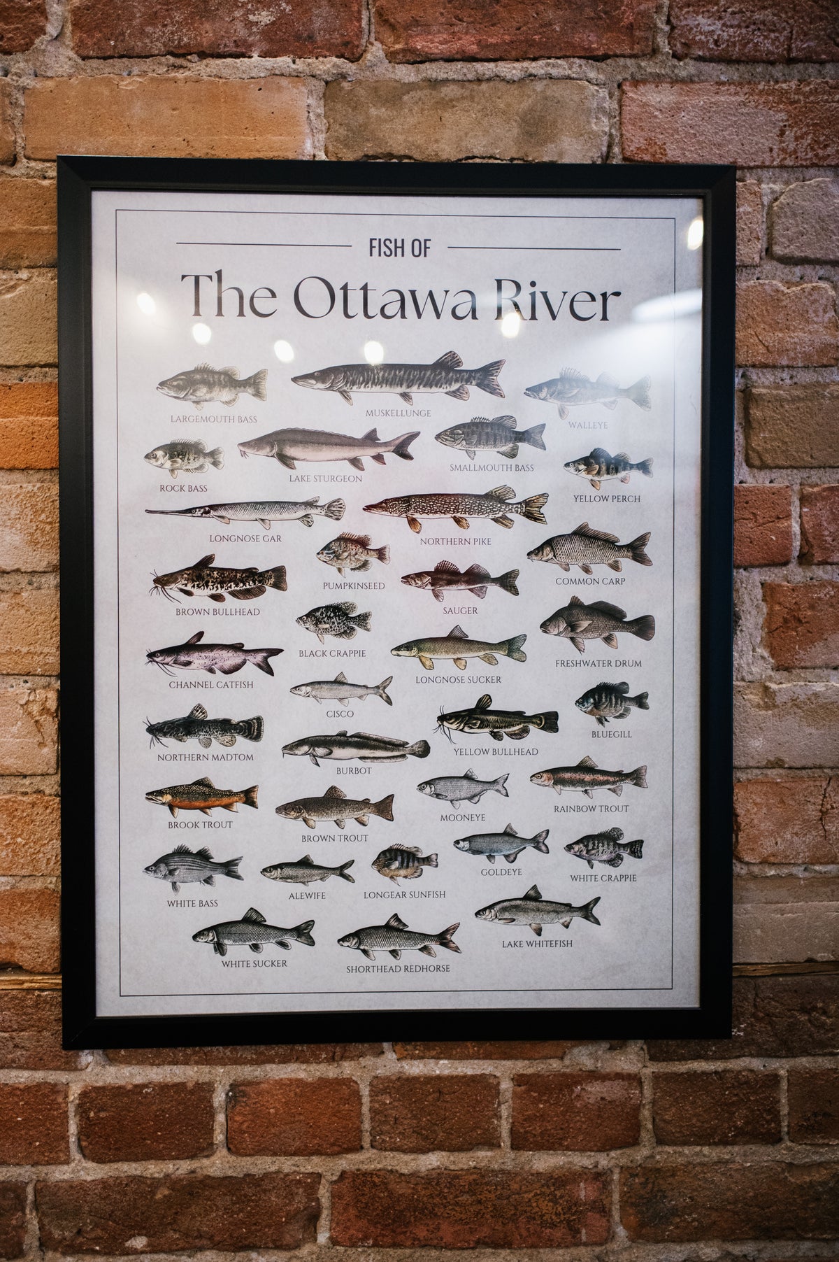 Fish of the Ottawa River Print (Pick Up Only)