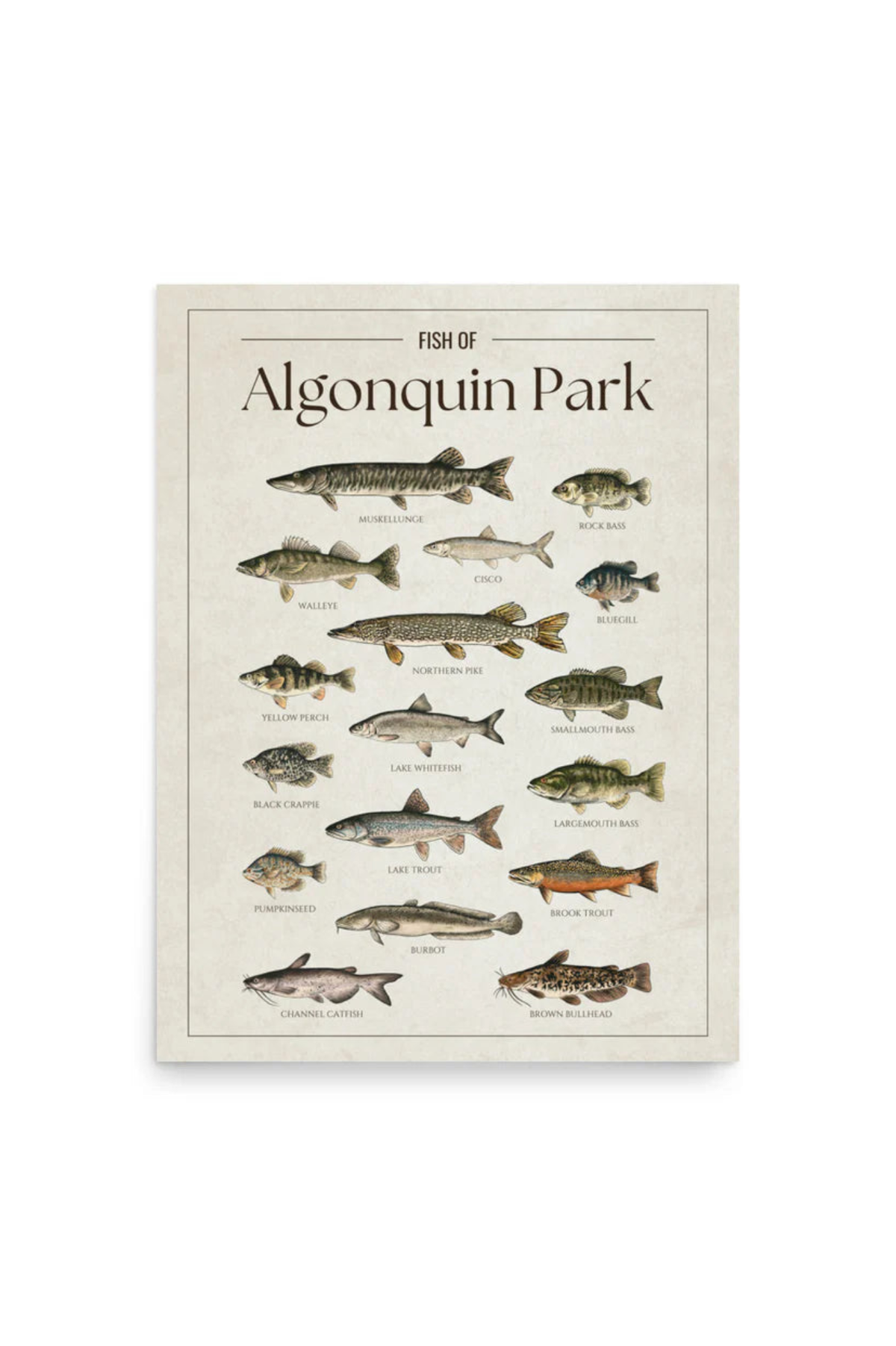 Fish of Algonquin Park Print (Pick Up Only)