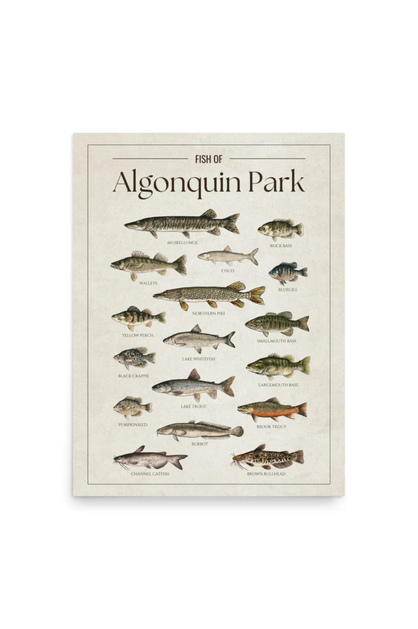 Fish of Algonquin Park Print (Pick Up Only)